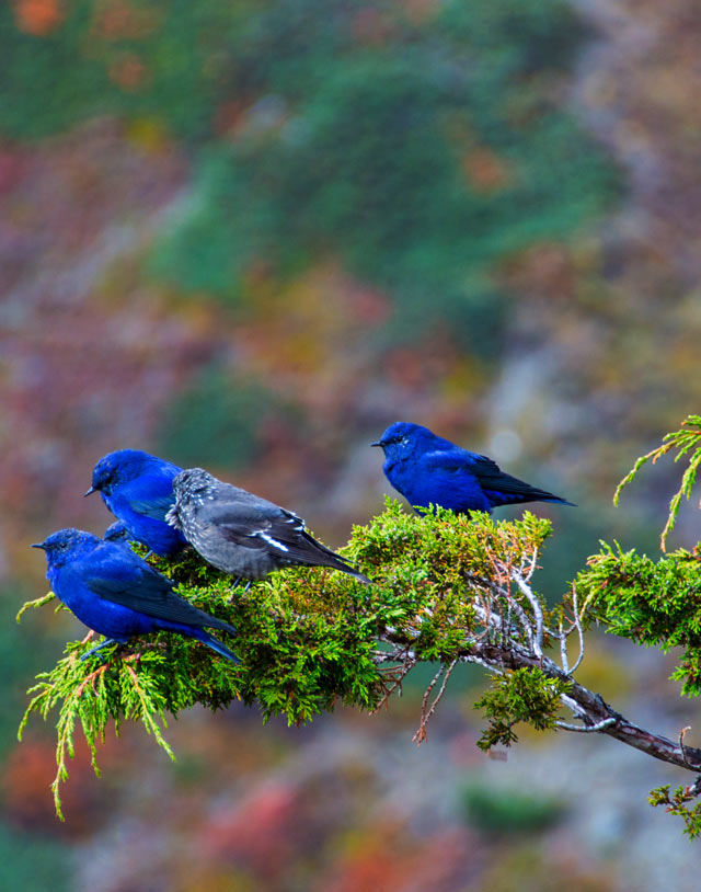 Bird watching Tour