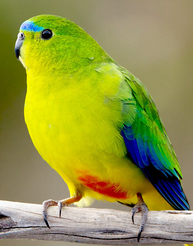 Bird watching Tour