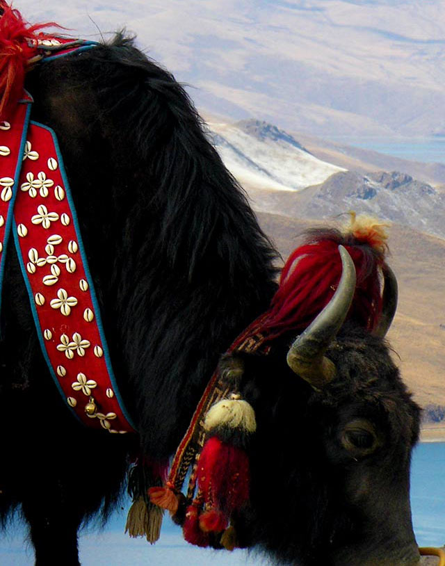 Everest Base Camp Trek