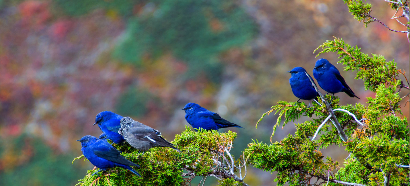 Bird watching Tour