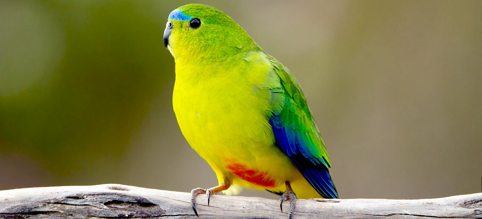 Bird watching Tour