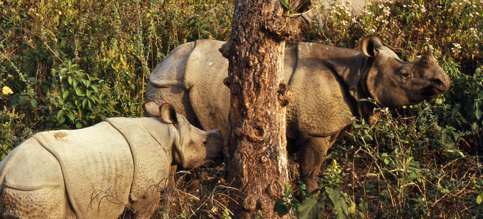 Best of Nepal Tour
